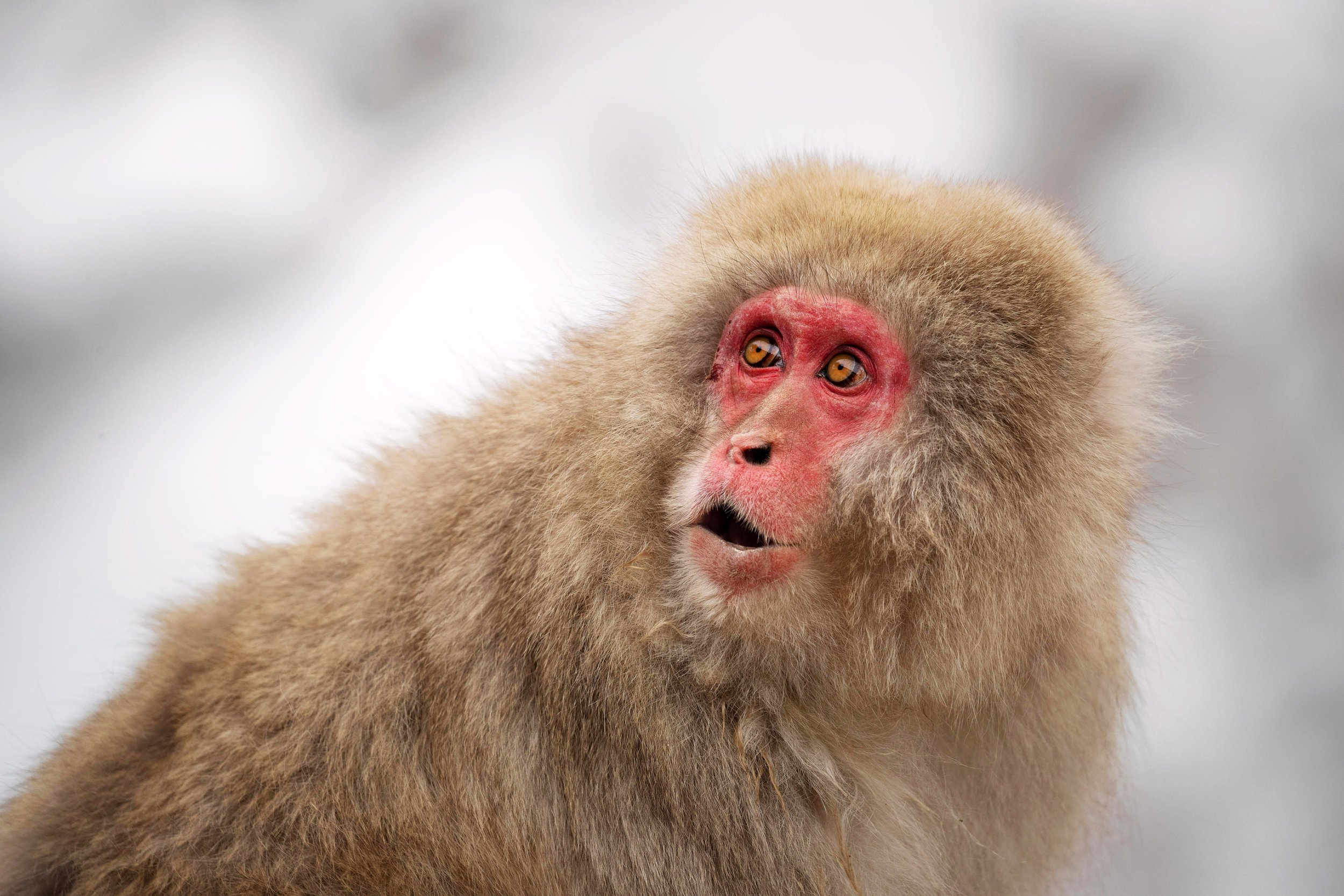 ‘Oddball’ test lets us glimpse how monkeys see the world