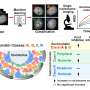 Different transcription systems shape chromatin behavior in distinct nuclear regions