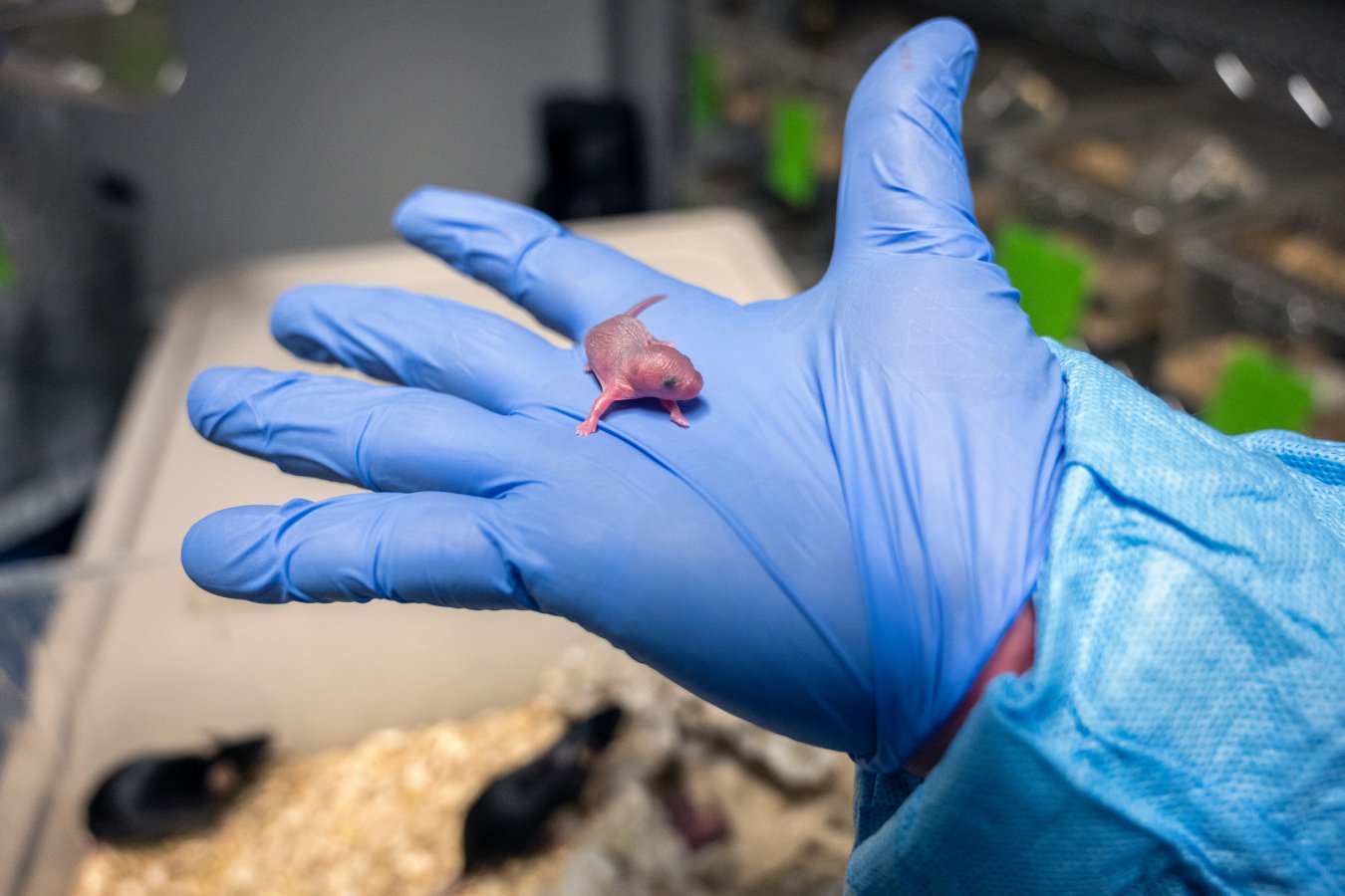 Inhaling CO2 may rescue nerves’ ability to regrow