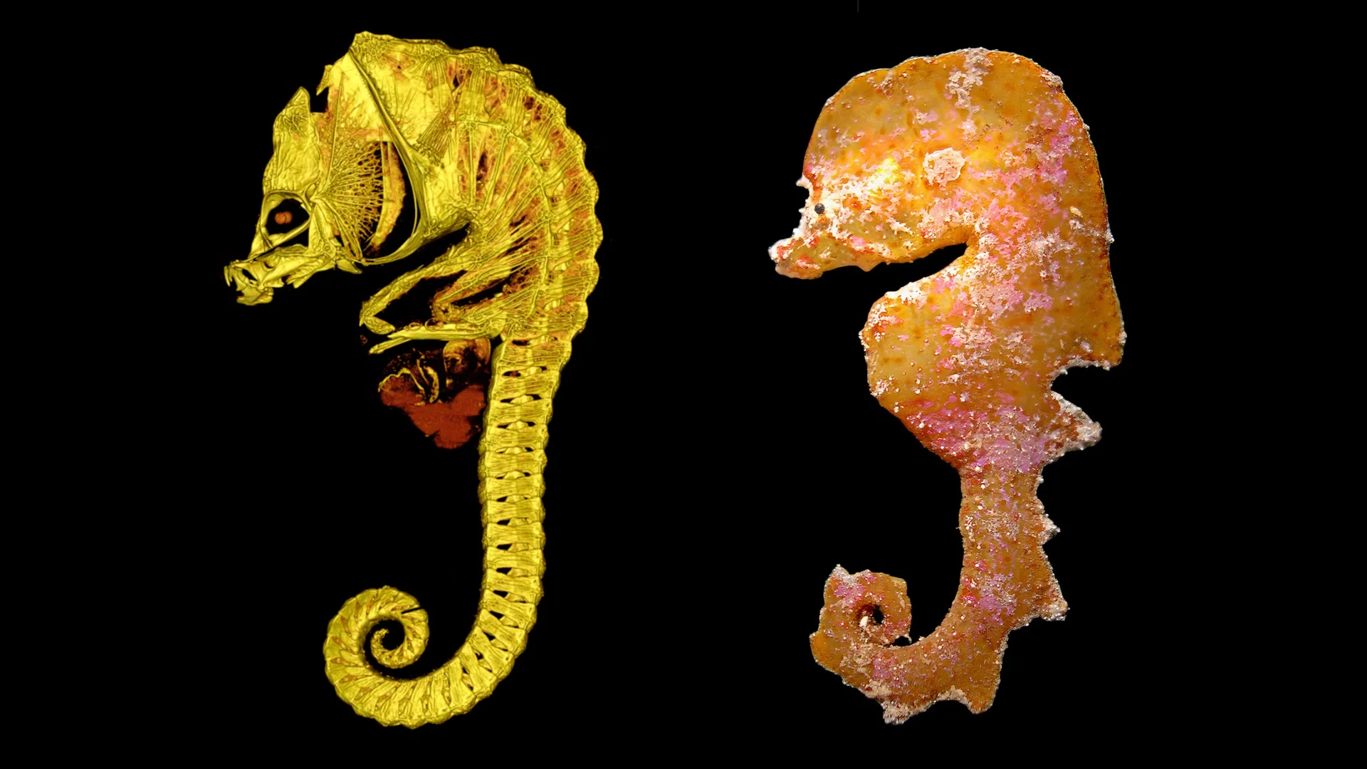Scientists discover mysterious seahorse lookalikes that no one has ever seen alive