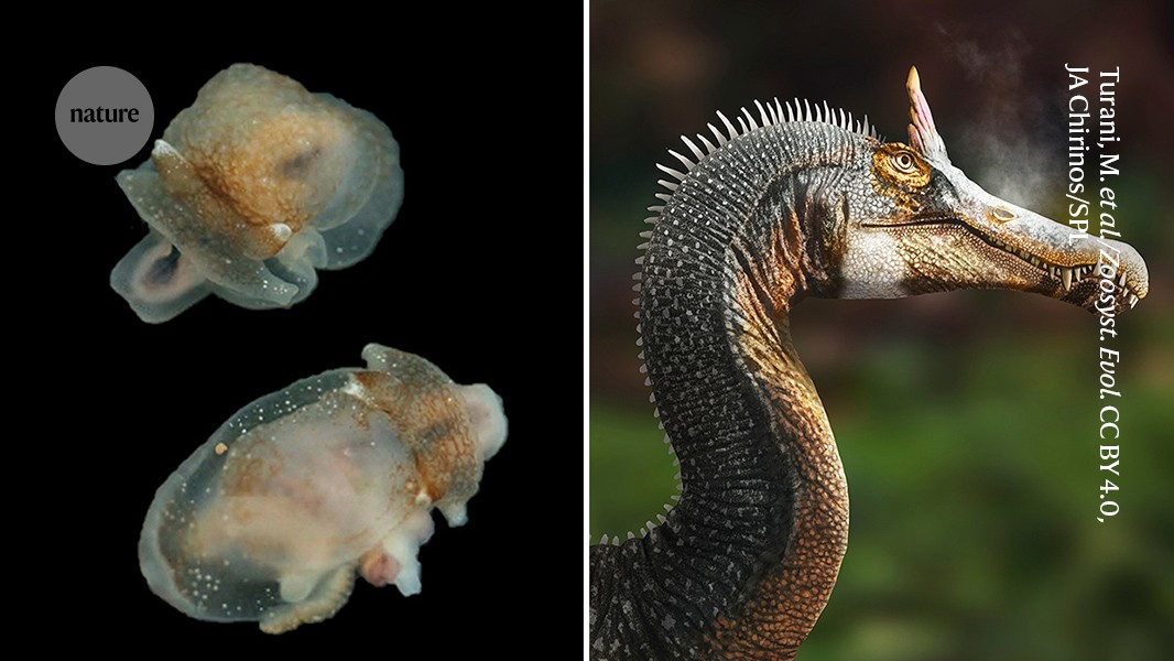 Are dinosaur fossils hogging top journals? Analysis sparks debate over ‘charismatic’ finds