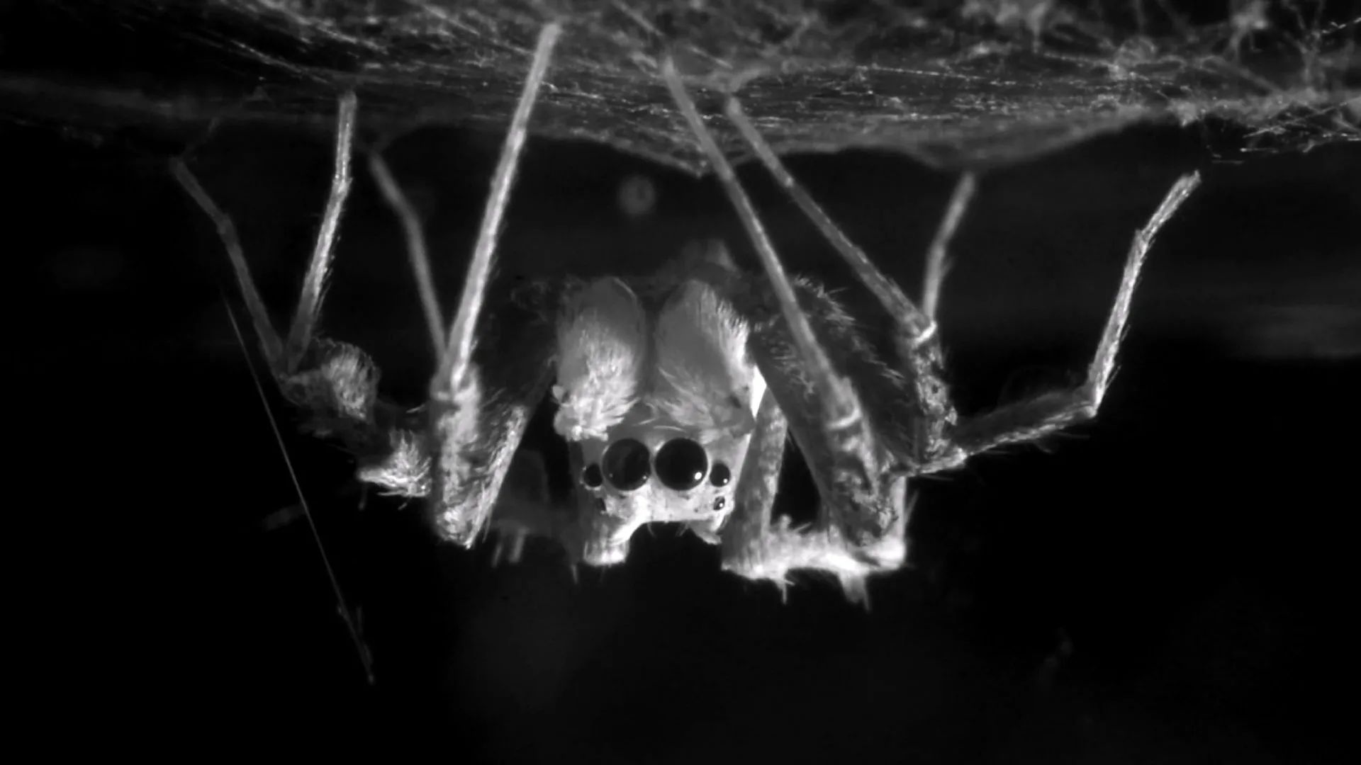 Do spiders dream? Scientists just found a surprising clue