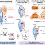 Spatial mapping reveals how human urogenital organs codevelop during organogenesis